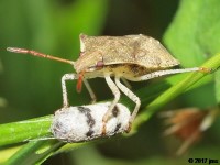 Stink Bug Nymph And Developing Wasp