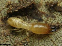 Eastern Subterranean termite, soldier