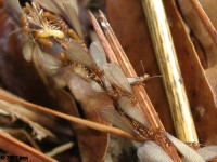 Eastern Subterranean Termite Swarm