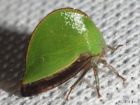 Treehopper