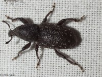 Black Vine Weevil