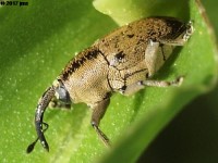 Flower Weevil