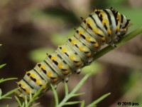 Black Swallowtail Caterpillar