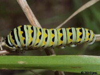 Black Swallowtail Caterpillar