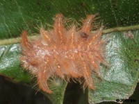 Monkey Slug or Hag Moth Caterpillar