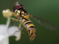 Common Oblique Syrphid