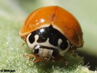 Polished Lady Beetle