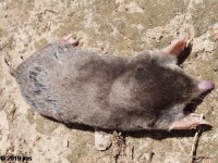 Eastern Mole