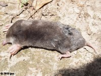 Eastern Mole