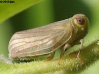 Aplos simplex 