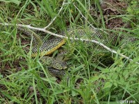 Speckled Kingsnake Mating