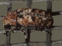 Fungus Weevil