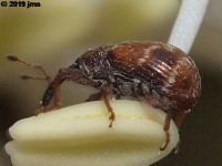 Strawberry Bud Weevil