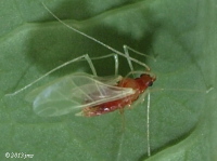 Aphid