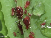 Aphid