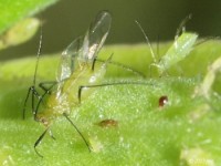 Aphid