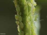 Aphid