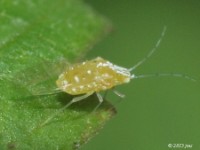 Aphid