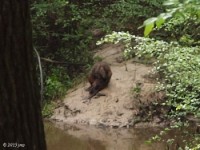 Beaver taking a Rest