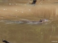 Beaver back on the Move after resting