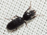 Ground Beetle