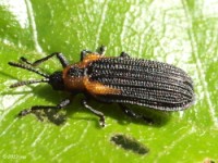 Orange-shouldered Leaf Miner