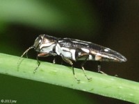 Metallic Wood-boring Beetle