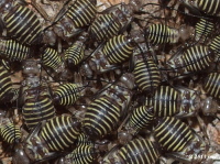 Barklice Nymphs