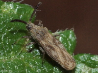 Lantana Lace Bug