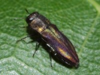 Metallic Wood Boring Beetle