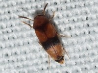 False Flower Beetle