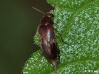 Tumbling Flower Beetle