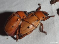 Grapevine Beetle