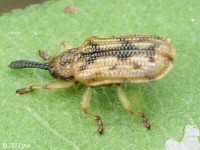 Hispine Beetle