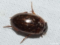 Water Scavenger Beetle