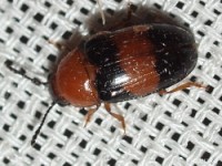 Pleasing Fungus Beetle