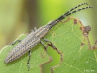 Flat-Faced Long-horned Beetle