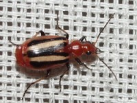 Colorful Foliage Ground Beetle