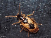 Colorful Foliage Ground Beetle