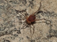 Harvestman