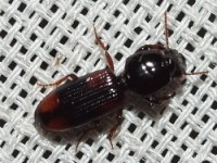 Ground Beetle