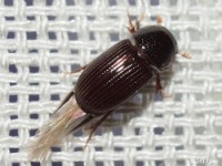 Aphodiine Dung Beetle