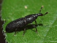 Snout and Bark Beetle