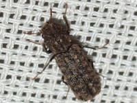 Horned Powder-post Beetle