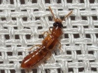 Spiny-legged Rove Beetle