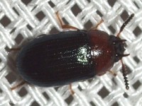 Darkling Beetle