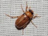 Masked Chafer Beetle