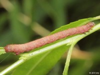 Geometrid Caterpillar