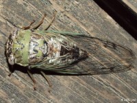 Resh Cicada