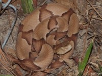 Southern Copperhead Snake